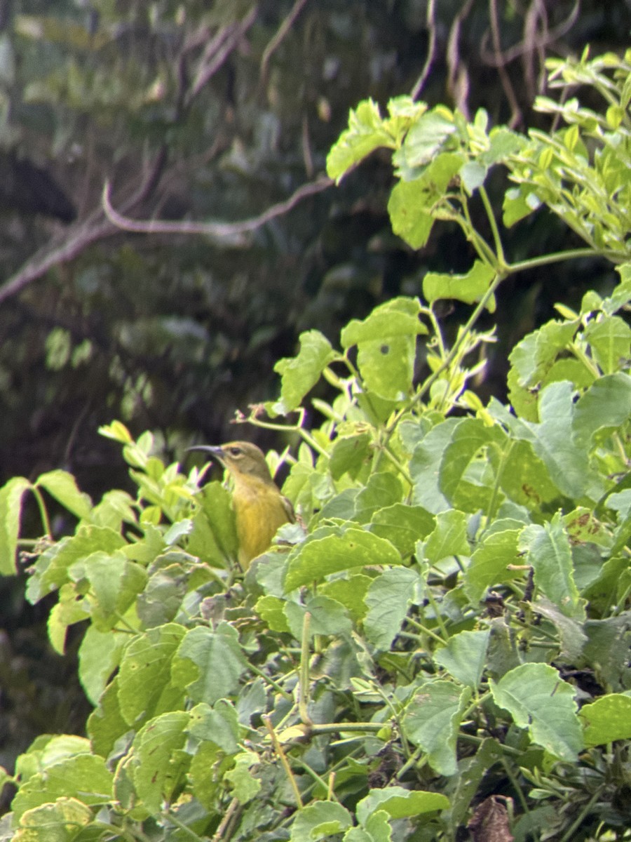 黃腹花蜜鳥 - ML642153835
