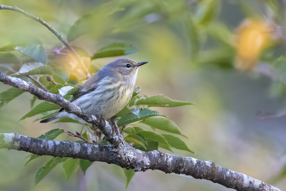 Cape May Warbler - ML642153838