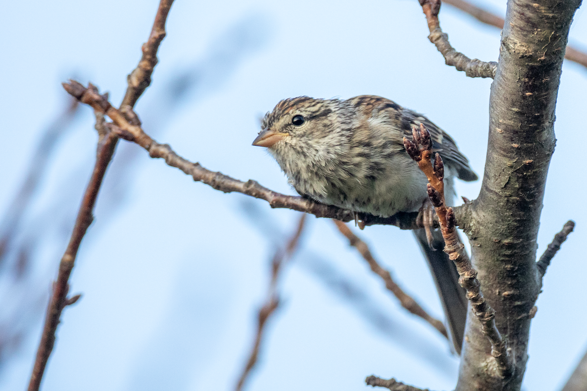 Chipping Sparrow - ML642153849