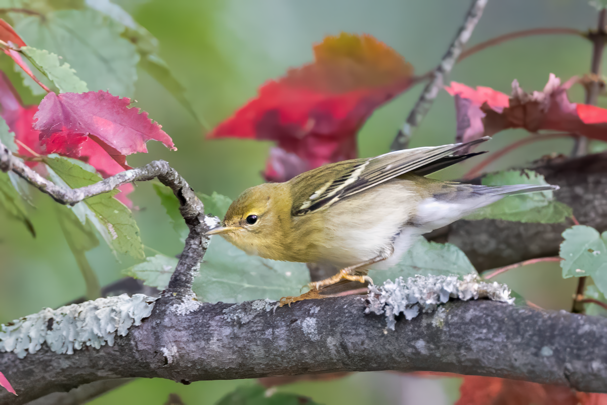 Blackpoll Warbler - ML642153859