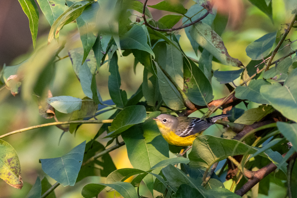 Magnolia Warbler - ML642153862