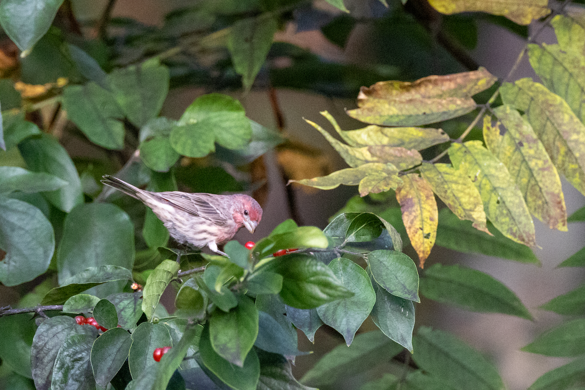 House Finch - ML642153867