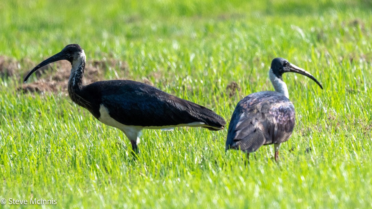 Straw-necked Ibis - ML642153869