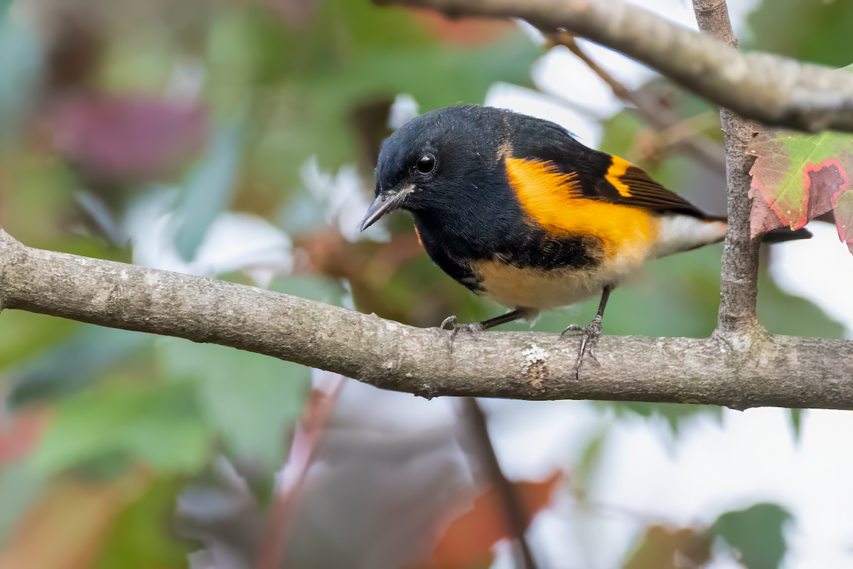 American Redstart - ML642153873