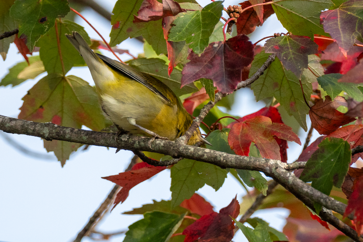 Tennessee Warbler - ML642153880