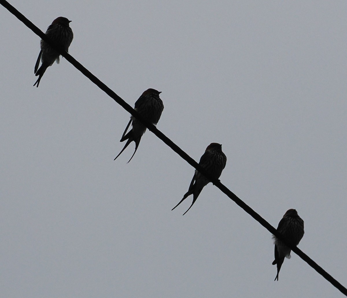 Lesser Striped Swallow - ML642153881