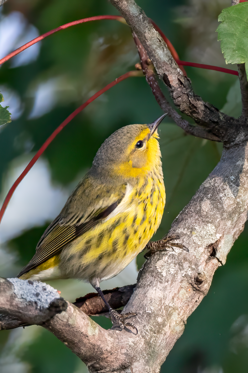 Cape May Warbler - ML642153887