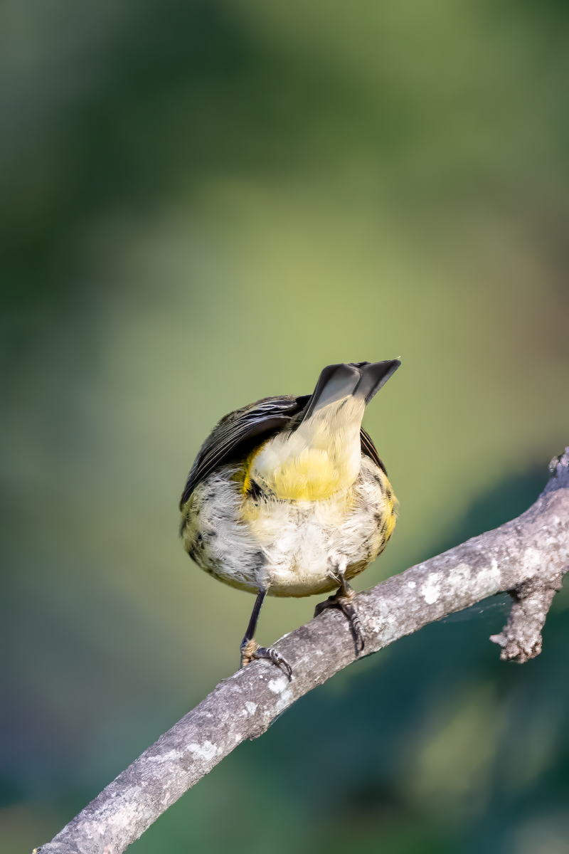 Cape May Warbler - ML642153892