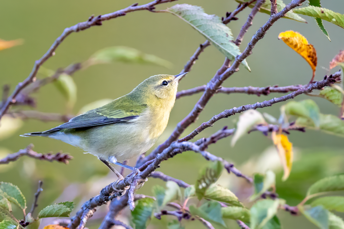 Tennessee Warbler - ML642153895
