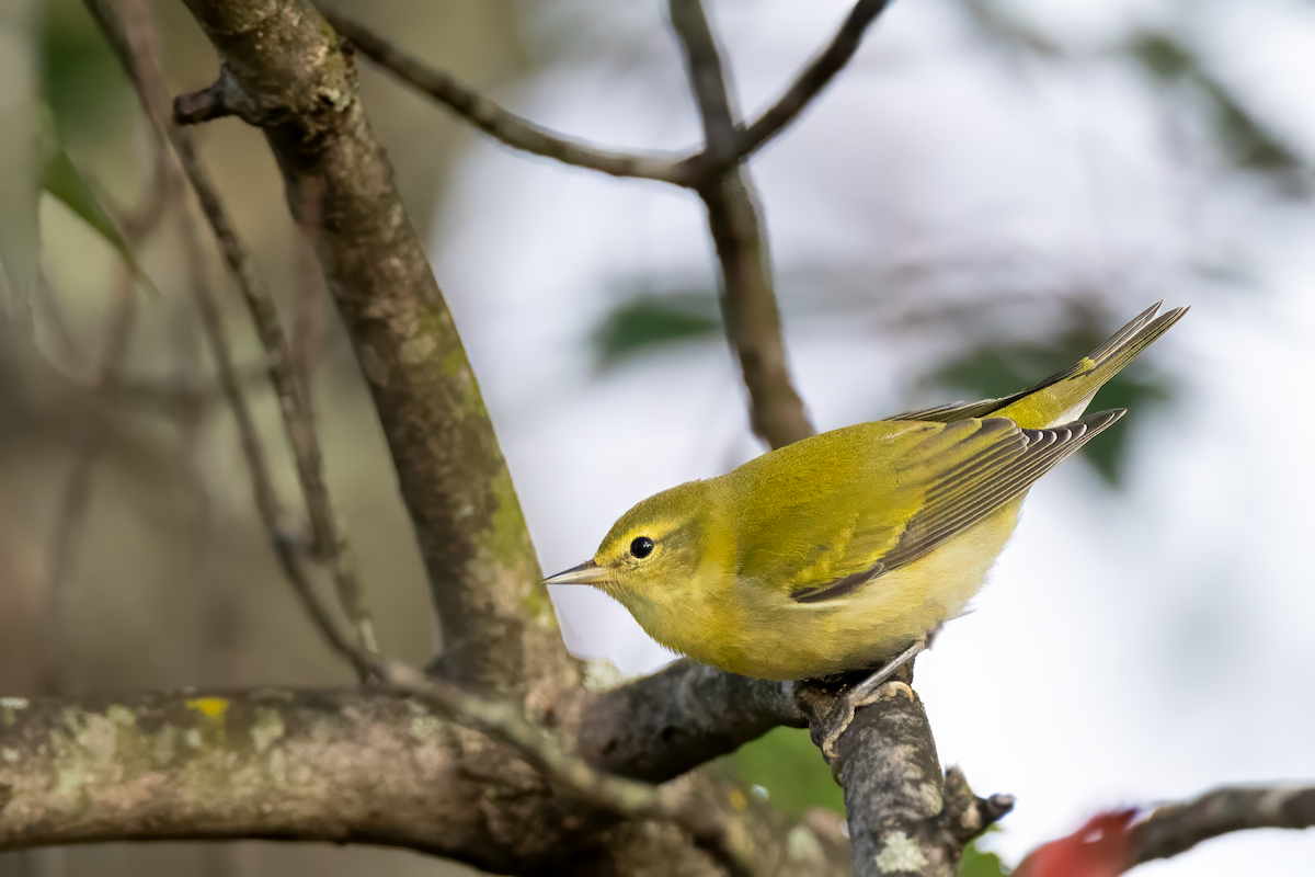 Tennessee Warbler - ML642153896