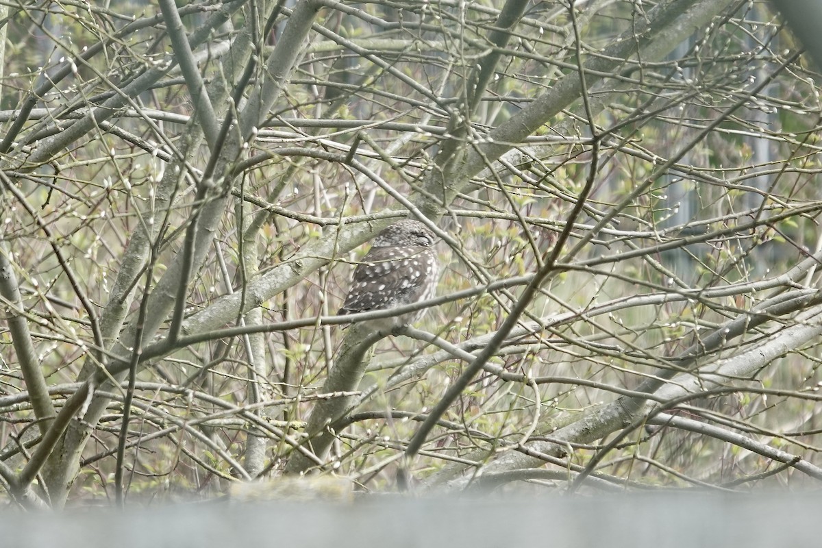 Little Owl - ML642153912