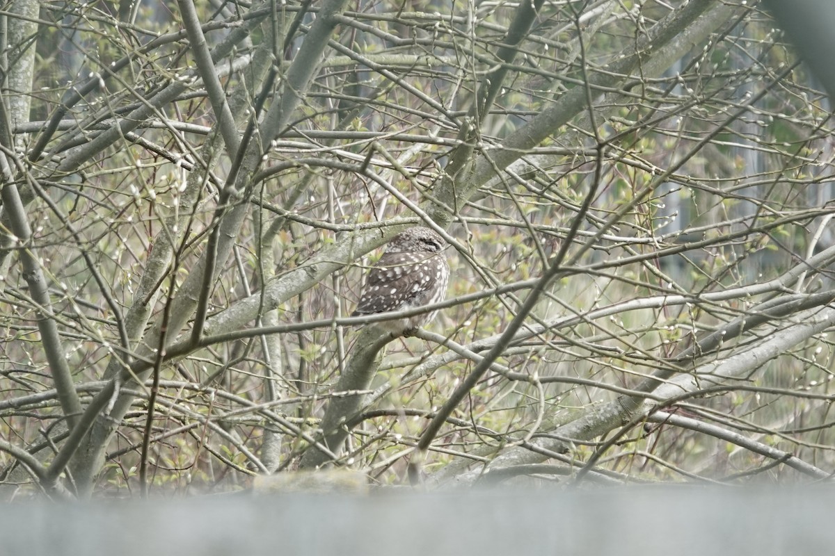 Little Owl - ML642153914