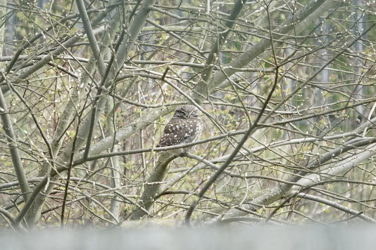 Little Owl - ML642153917