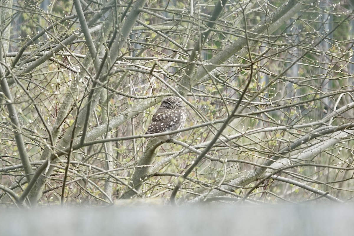 Little Owl - ML642153924