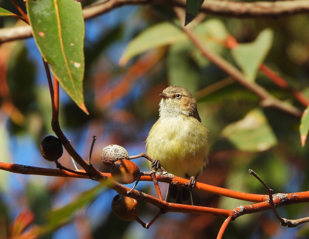 Weebill - ML642153933