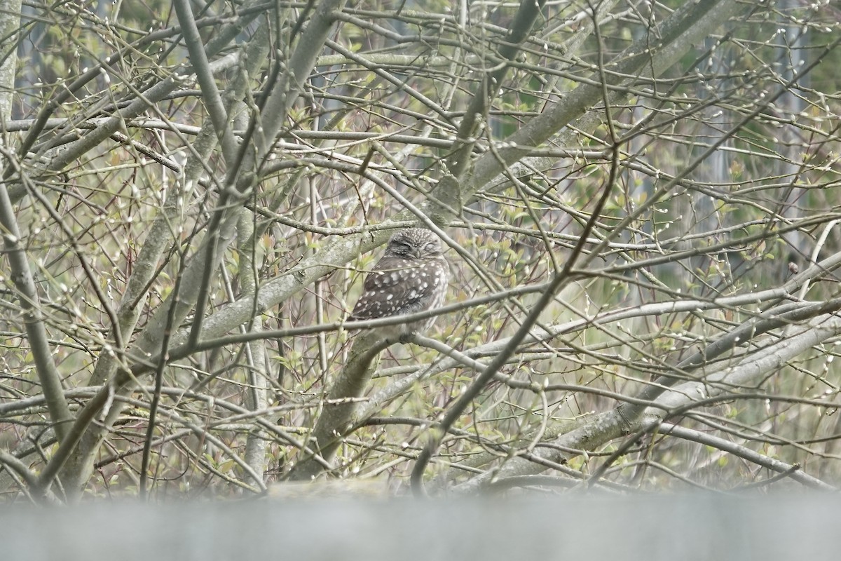 Little Owl - ML642153934