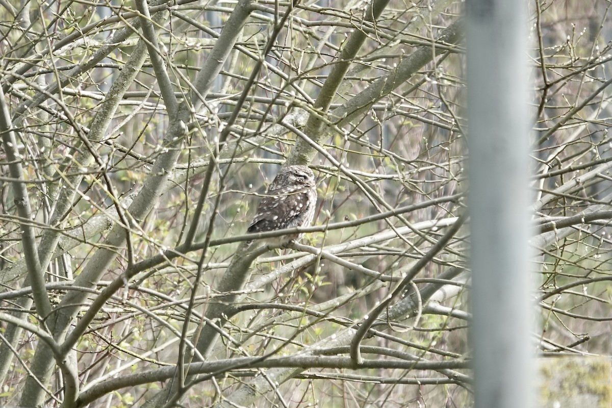 Little Owl - ML642153936