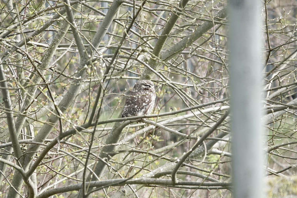 Little Owl - ML642153940