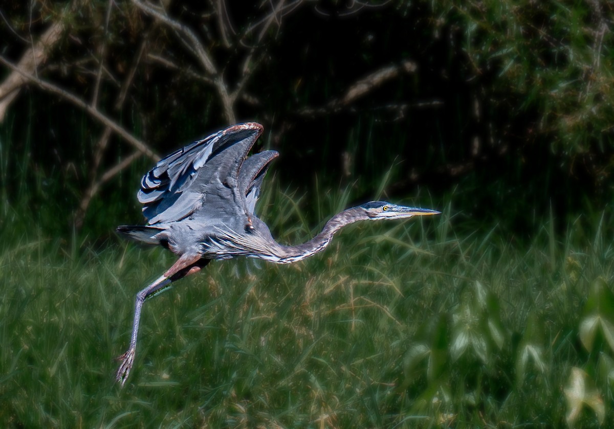 Great Blue Heron - ML642153941