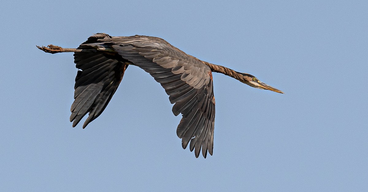 Great Blue Heron - ML642153942