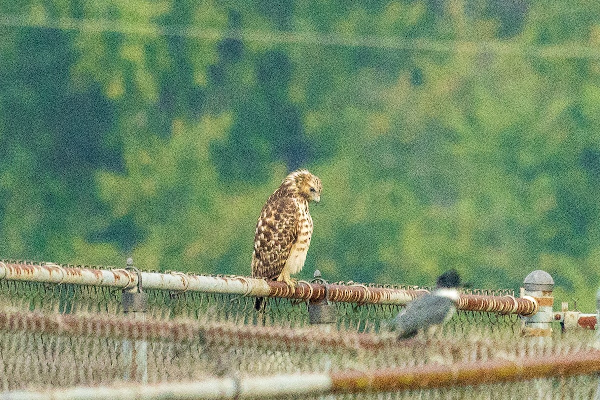 Red-shouldered Hawk - ML642153951