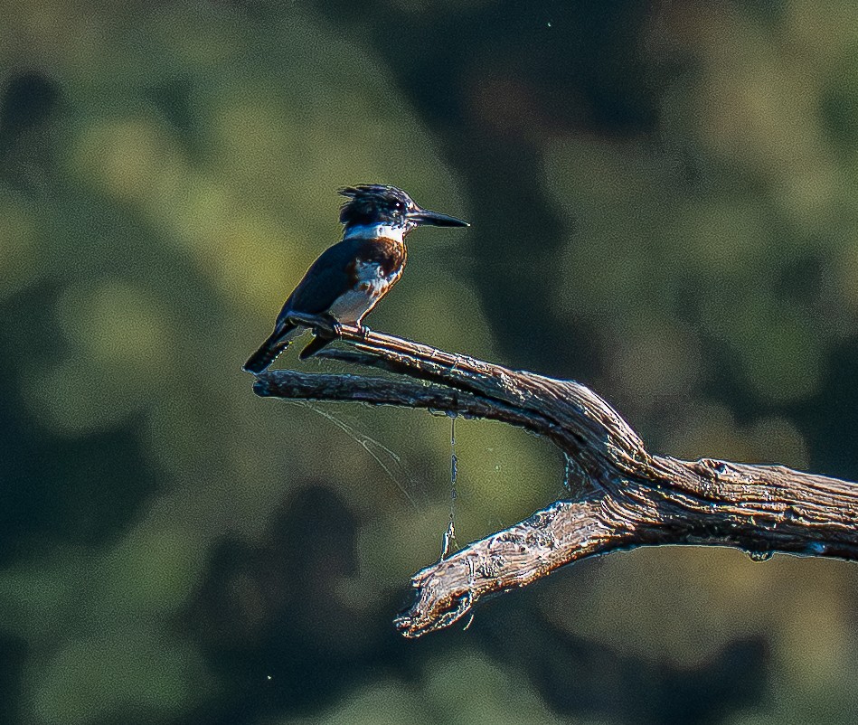 Belted Kingfisher - ML642153974