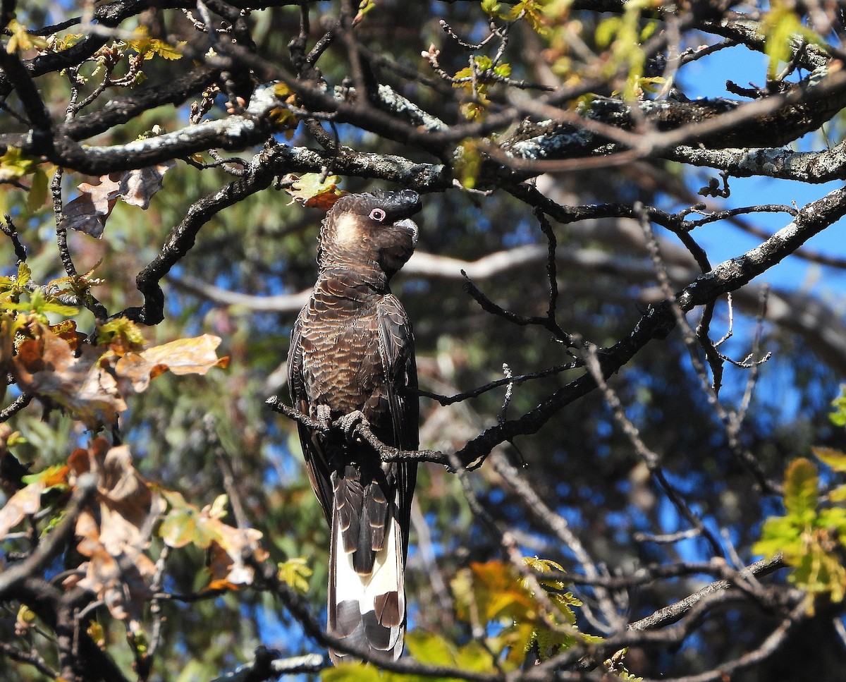 Carnaby's Black-Cockatoo - ML642153981