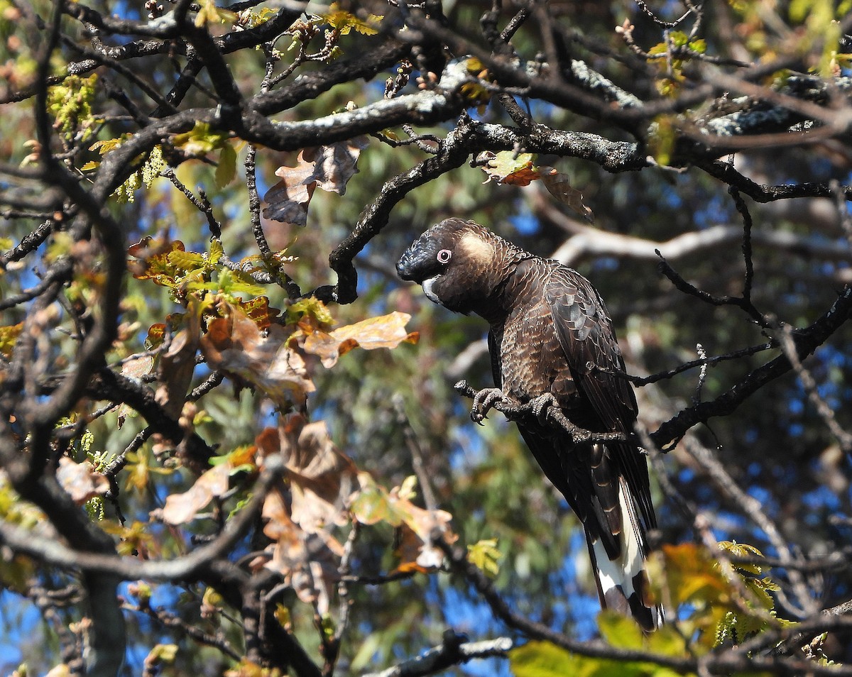 Carnaby's Black-Cockatoo - ML642153990
