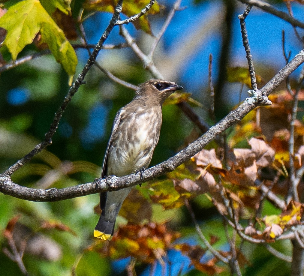 Cedar Waxwing - ML642154012