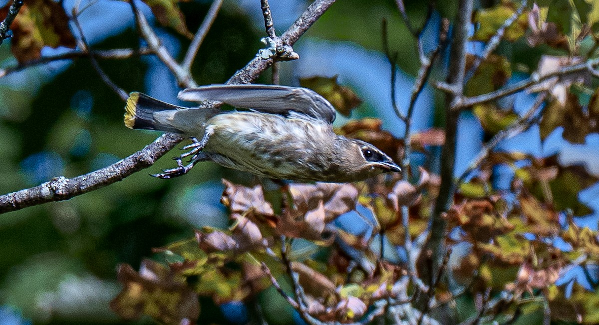 Cedar Waxwing - ML642154013