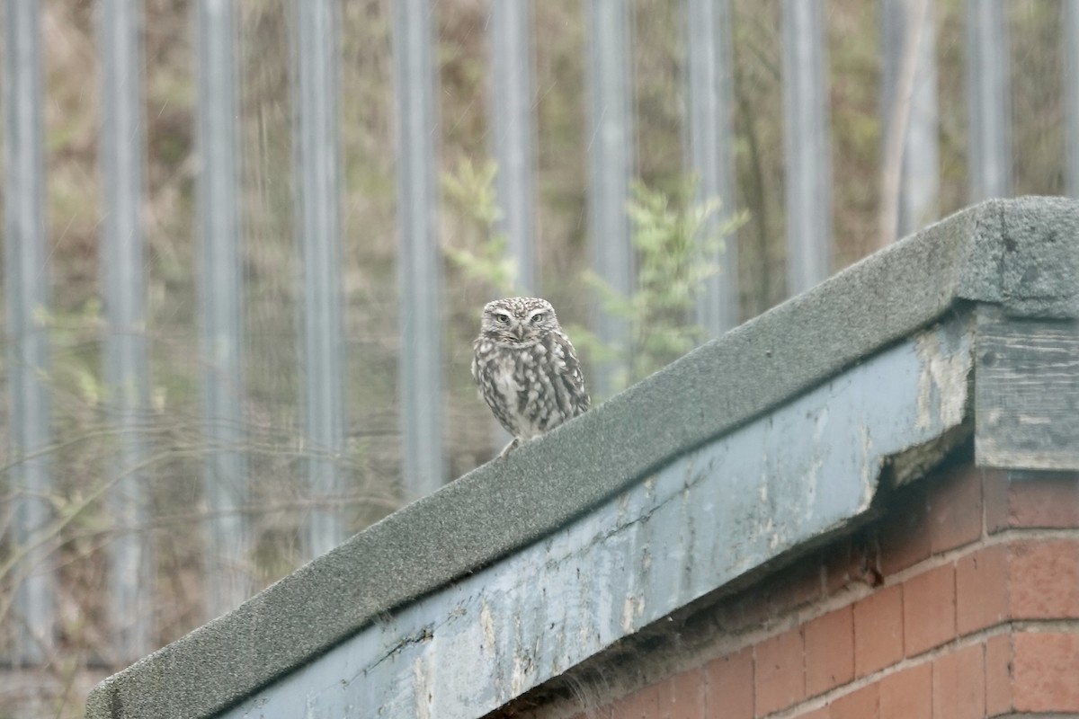 Little Owl - ML642154017
