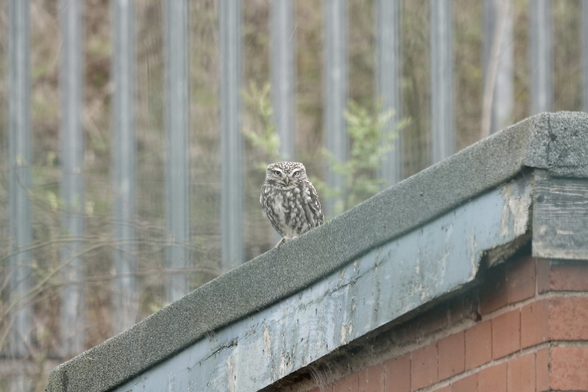 Little Owl - ML642154019