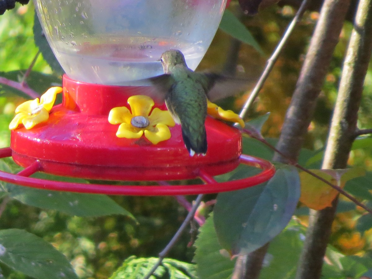 Ruby-throated Hummingbird - ML642154024