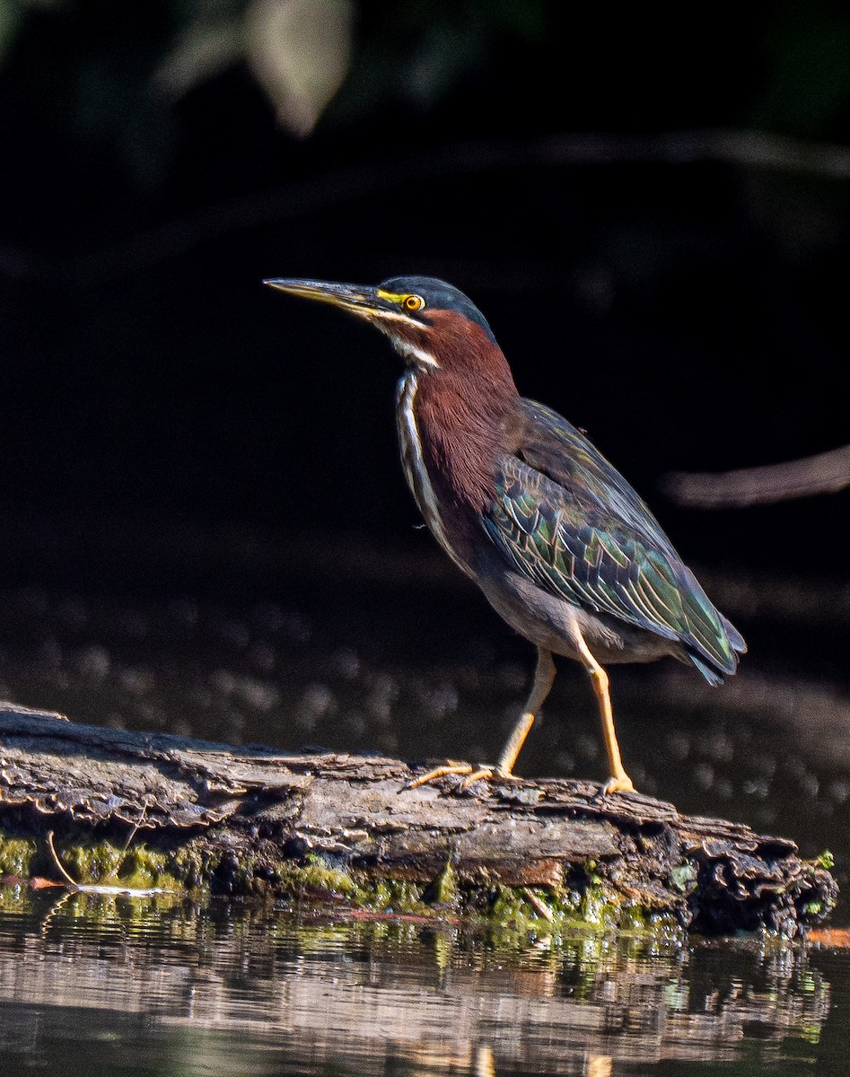 Green Heron - ML642154026