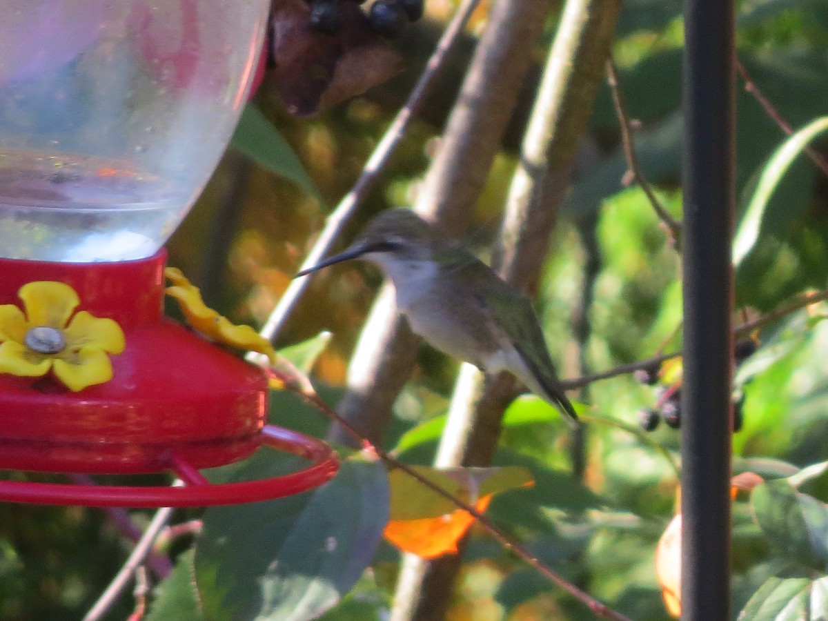 Ruby-throated Hummingbird - ML642154027