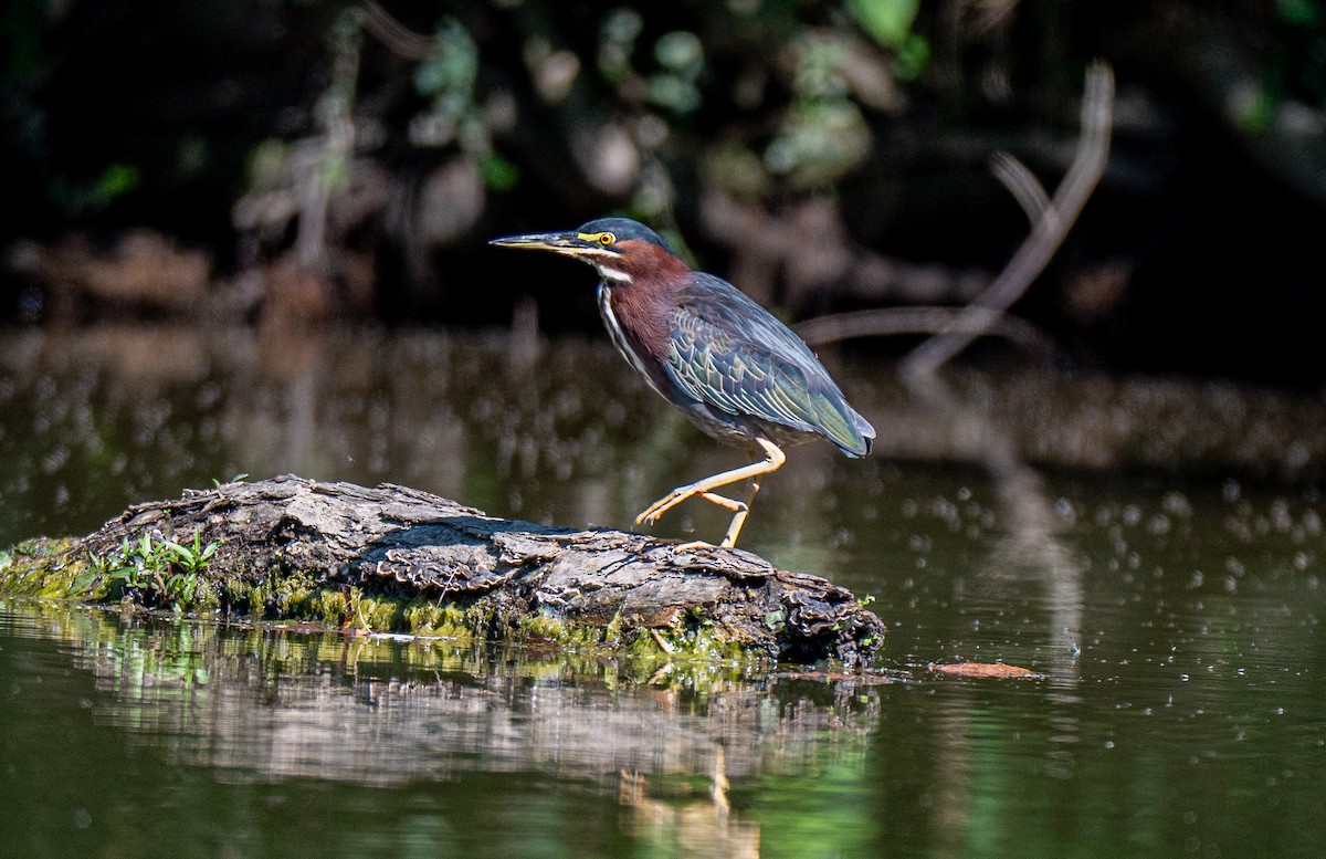 Green Heron - ML642154028