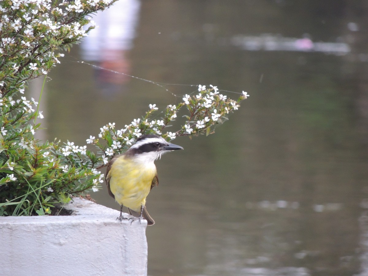 Great Kiskadee - ML642154034