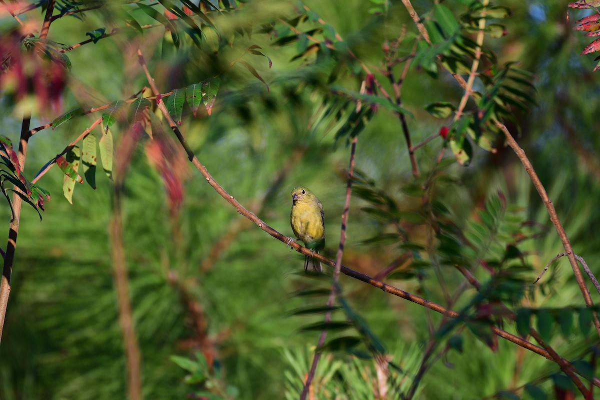 Painted Bunting - ML642154035