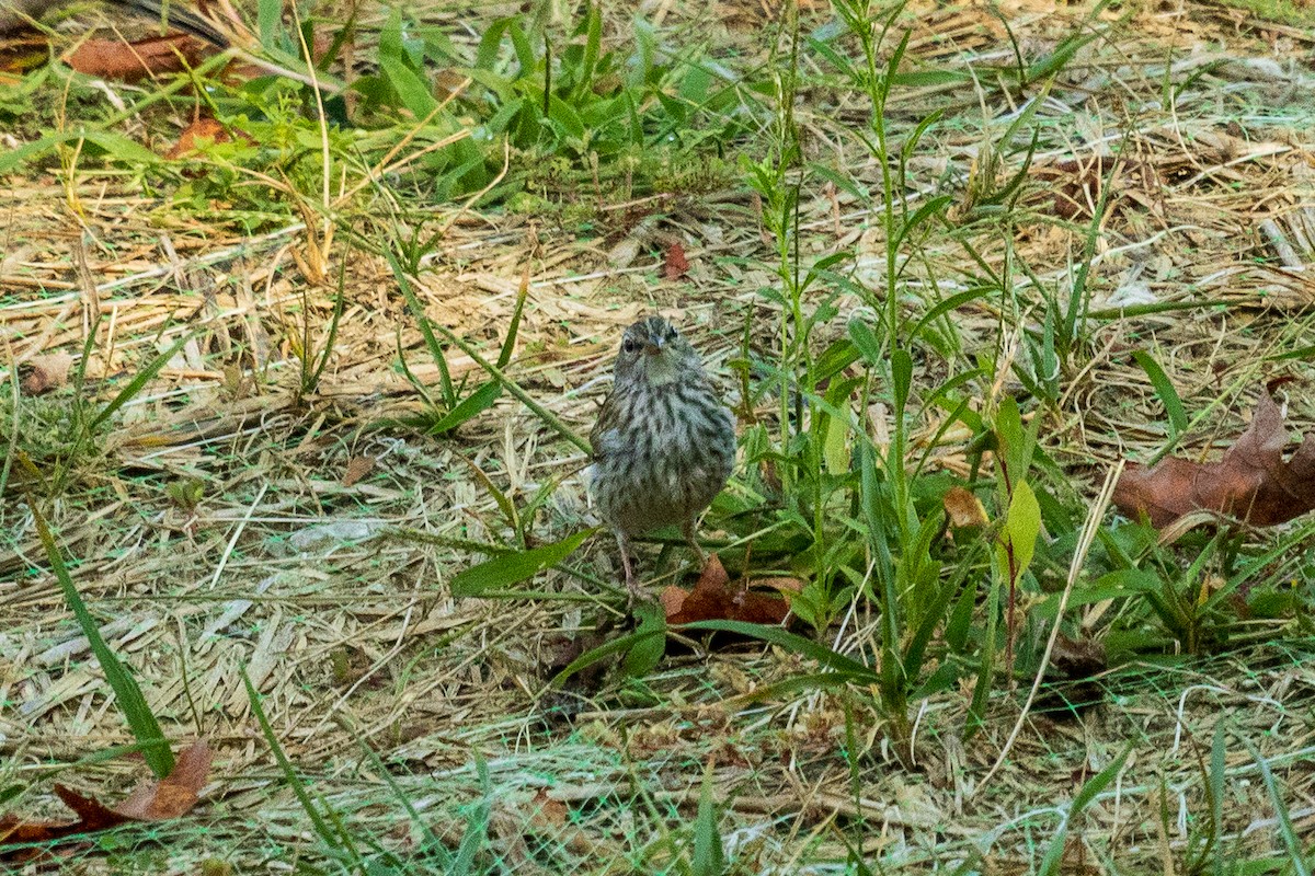 Chipping Sparrow - ML642154037