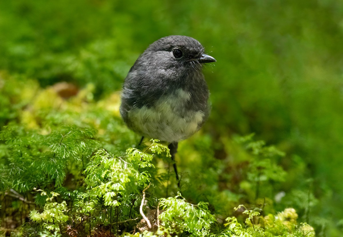 South Island Robin - ML642154042