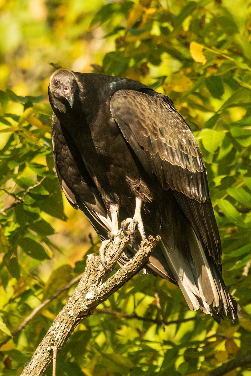 Black Vulture - ML642154043