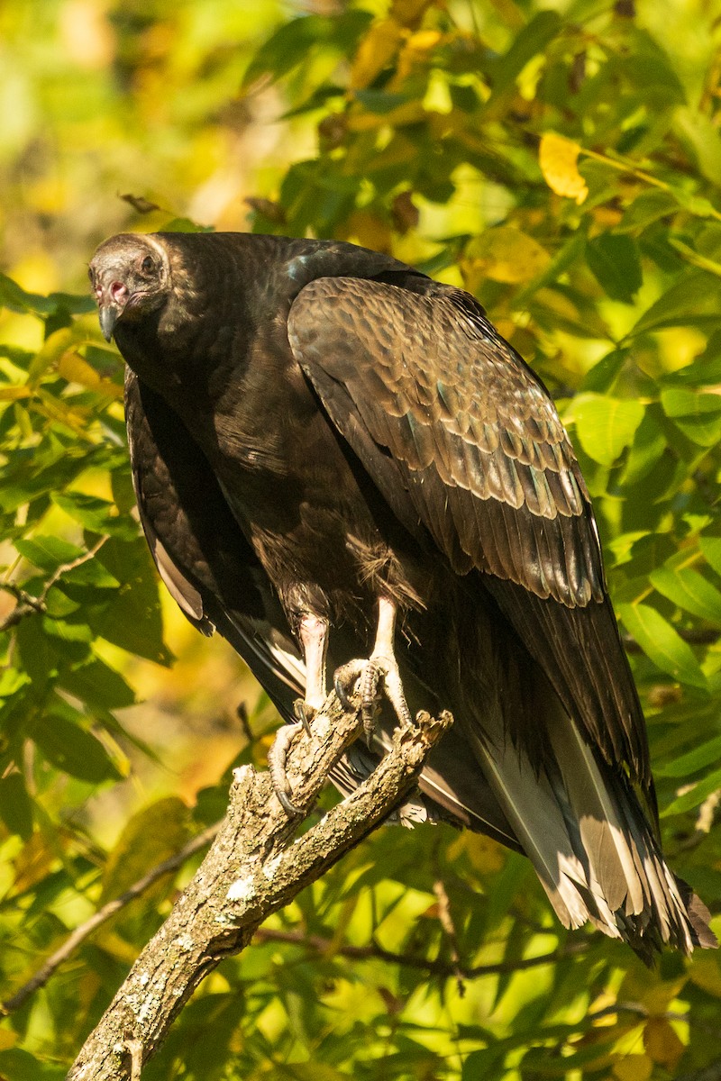 Black Vulture - ML642154045