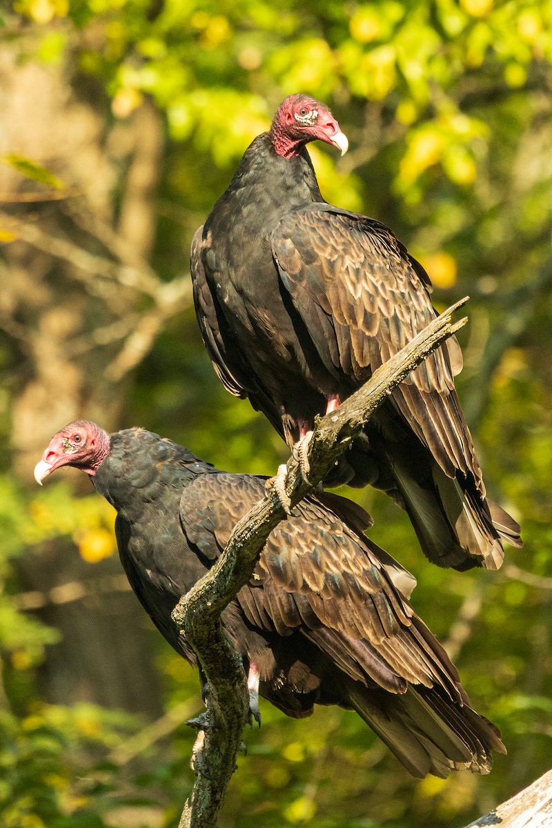 Turkey Vulture - ML642154046