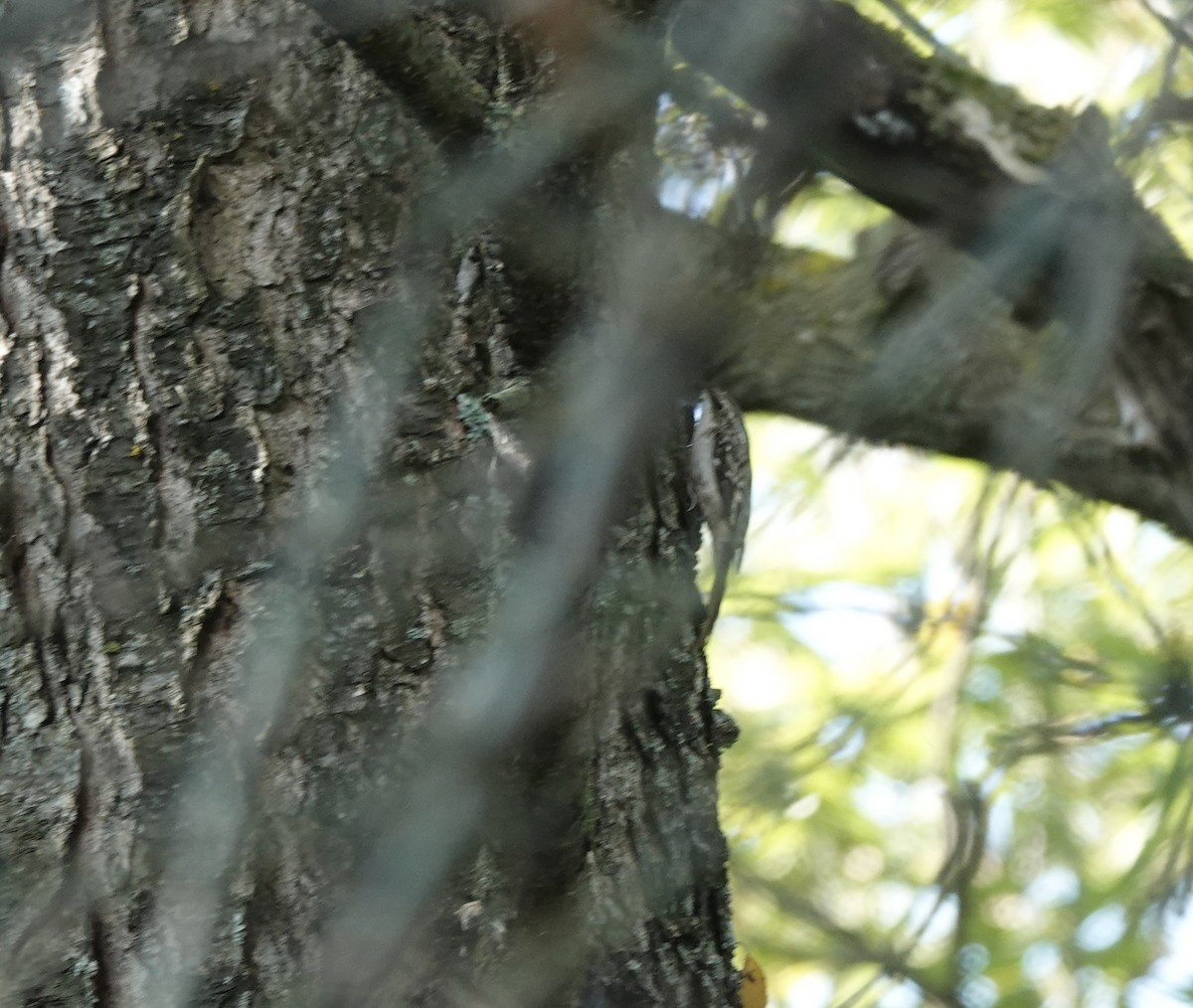 Brown Creeper - ML642154047