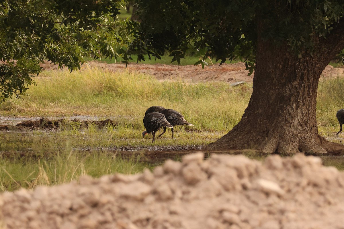 Wild Turkey - ML642154048