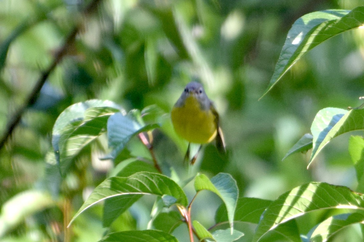 Nashville Warbler - ML642154054