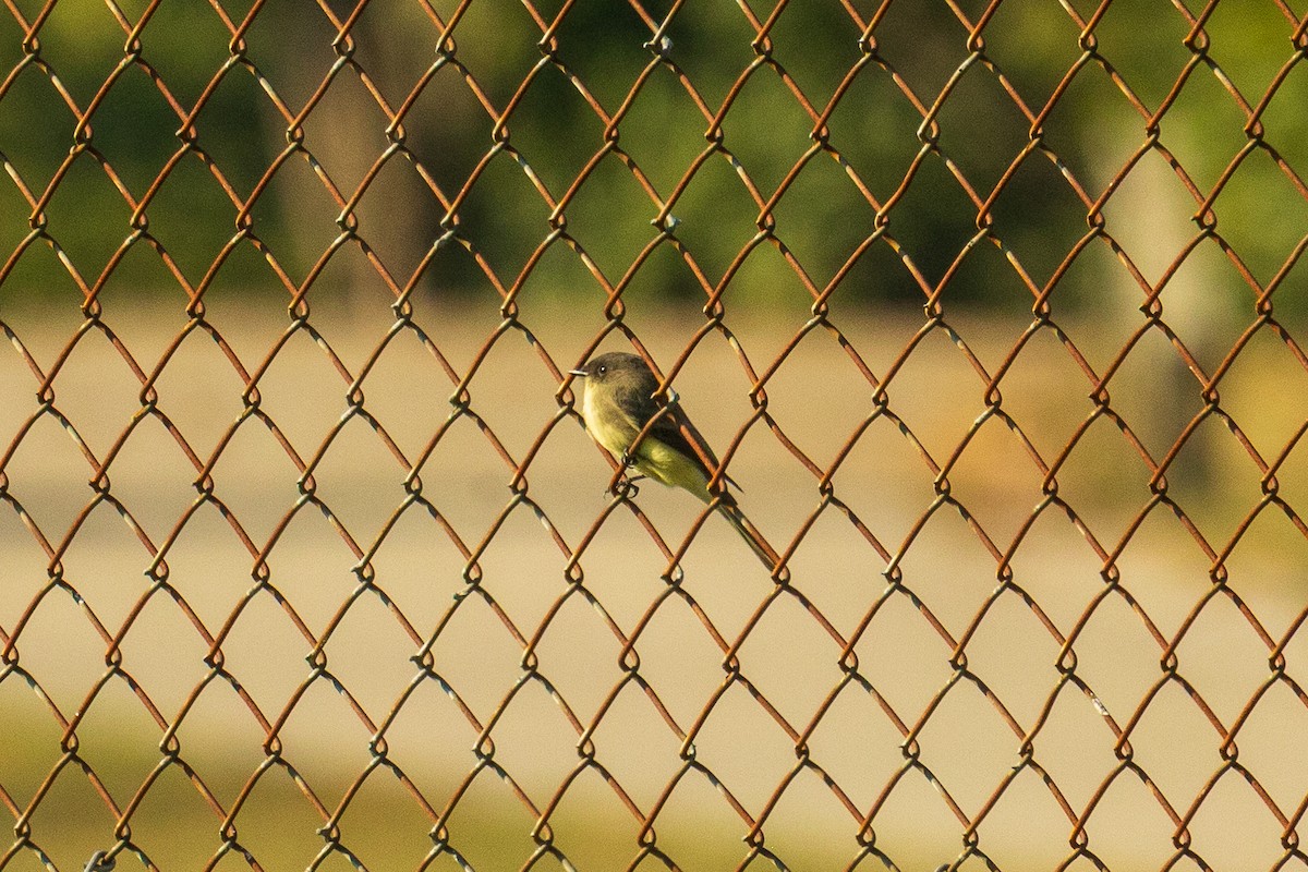 Eastern Phoebe - ML642154055