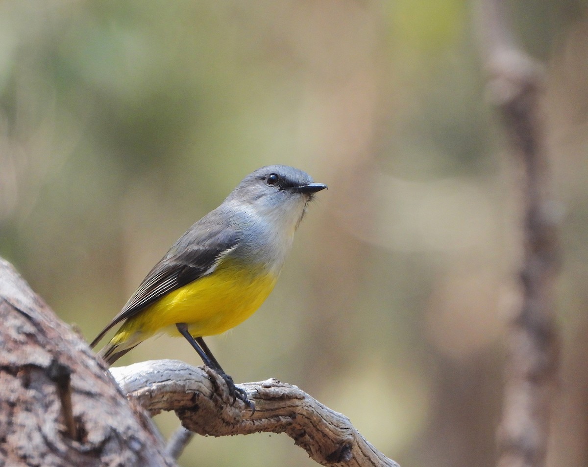 Western Yellow Robin - ML642154056