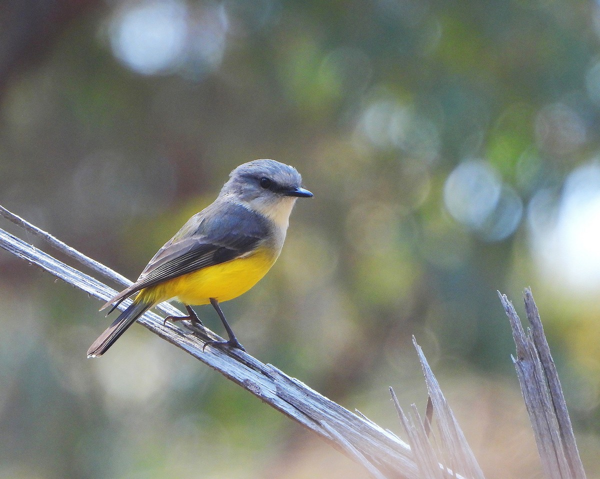 Western Yellow Robin - ML642154062