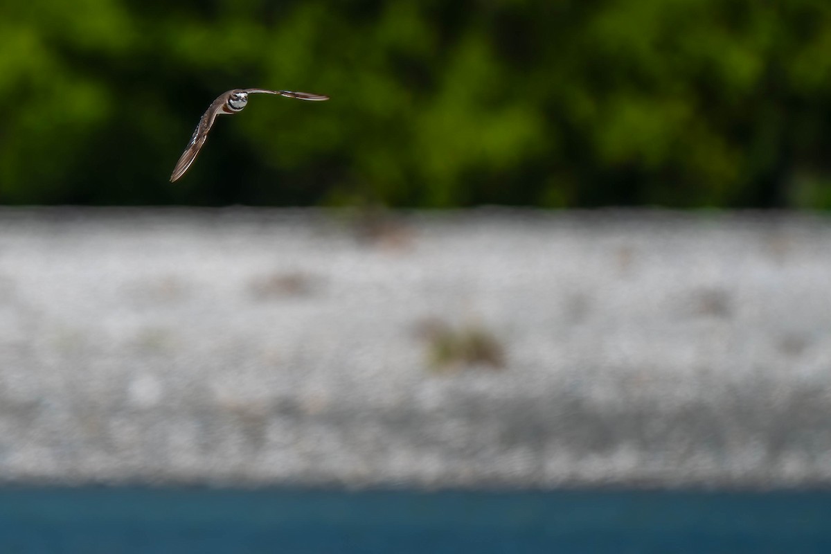 Double-banded Plover - ML642154069